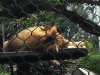 lion.jpg