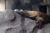 komododragon - Copy.jpg