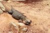lizard1 - Copy.jpg
