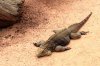 lizard2 - Copy.jpg