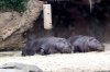 pygmyhippos - Copy.jpg