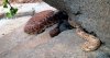 rattlesnakes - Copy.jpg