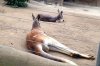roos.jpg
