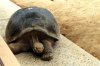 tortoise.jpg