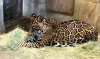 jaguar.jpg