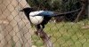 magpie.jpg