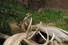meerkats.jpg