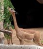 notgazelle.jpg