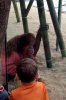 orangutan.jpg