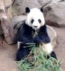 panda.jpg