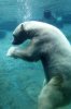 polarbear.jpg