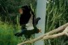vulture1.jpg