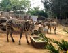zebras.jpg