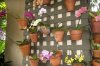 orchids.jpg