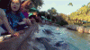 034-animals-vs-kids-dolphin-bites-girl.gif