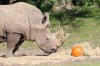 rhino.jpg