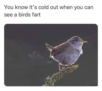 birdfarts.jpg