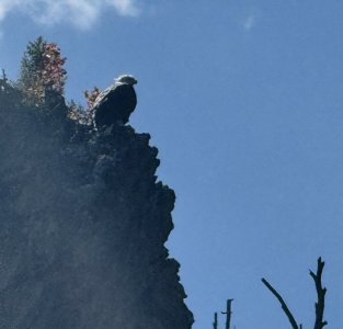 whitewater_eagle.jpg