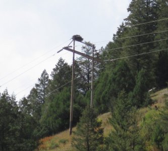 whitewater_osprey_nest.jpg