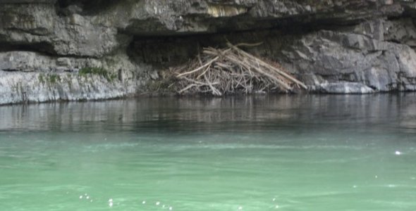 whitewater_beaver_nest.jpg