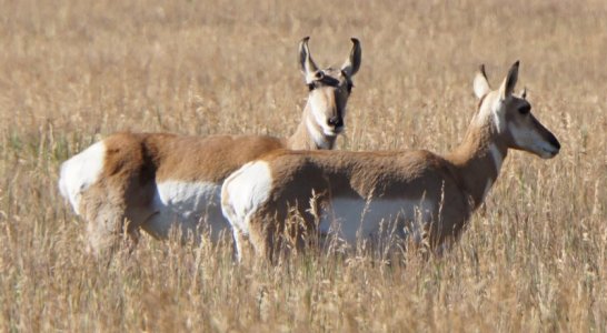 Pronghorn.jpg