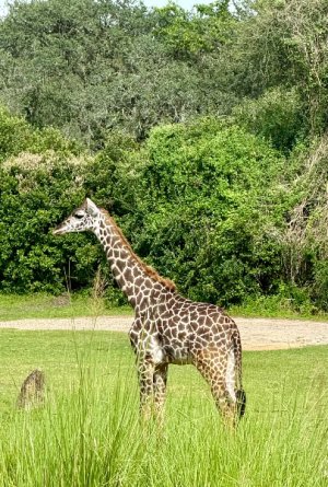 IMG_4650.jpeg