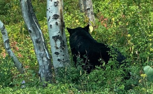 bear.jpg