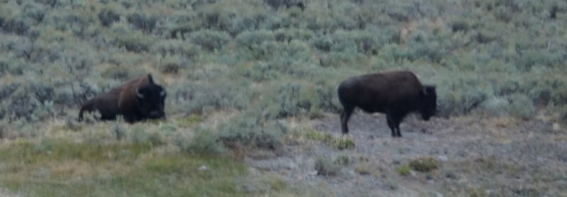 bison_Hayden.jpg bison_Hayden.jpg