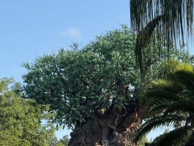 IMG_2009.jpeg