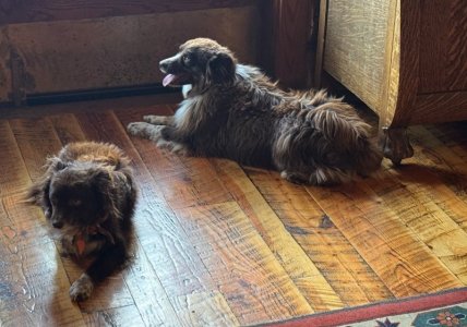 Brooks_dogs_2.jpg