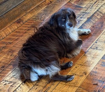 Brooks_dogs_3.jpg