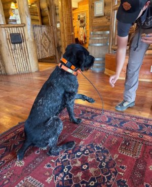 Brooks_dogs_5.jpg