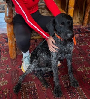 Brooks_dogs_7.jpg