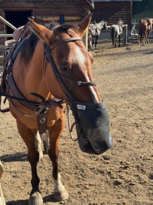 horse_2.jpg