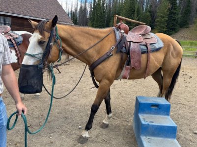 horse_7.jpg