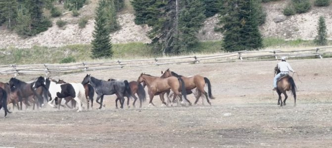 horse_10.jpg