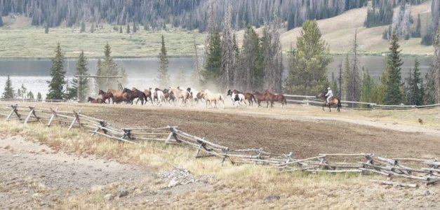 horse_11.jpg