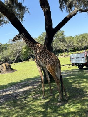 IMG_2146.jpeg