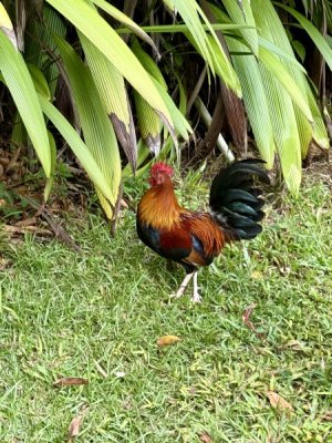 IMG_2899.jpeg