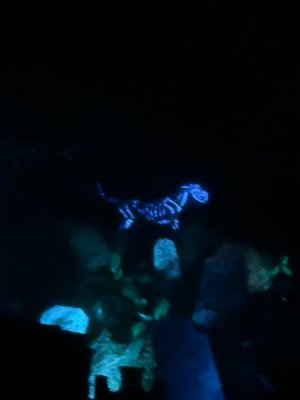 IMG_7183.JPEG