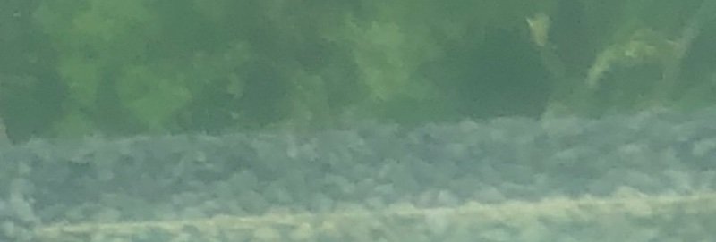 IMG_2737.jpeg