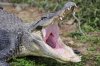 open mouth gator.jpg