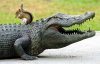 squirrelalligator23.jpg