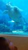 Coral Reef - Johnny turtle.jpg