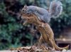 squirrel vs dino.jpg