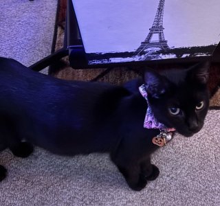 morticia.jpg