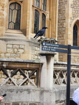 Tower raven.jpg