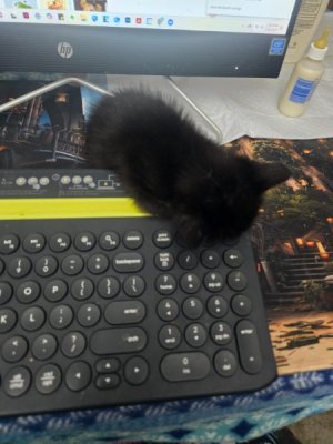 Magic on  the keyboard.jpg