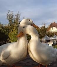 ducks.jpg