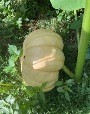 IMG_2277.jpeg